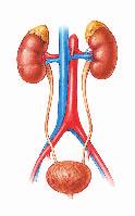 Most of the water, sugar, and salt are reabsorbed and returned to the blood. These collection capillaries merge to form small veins, which merge to form a renal vein in each kidney.
