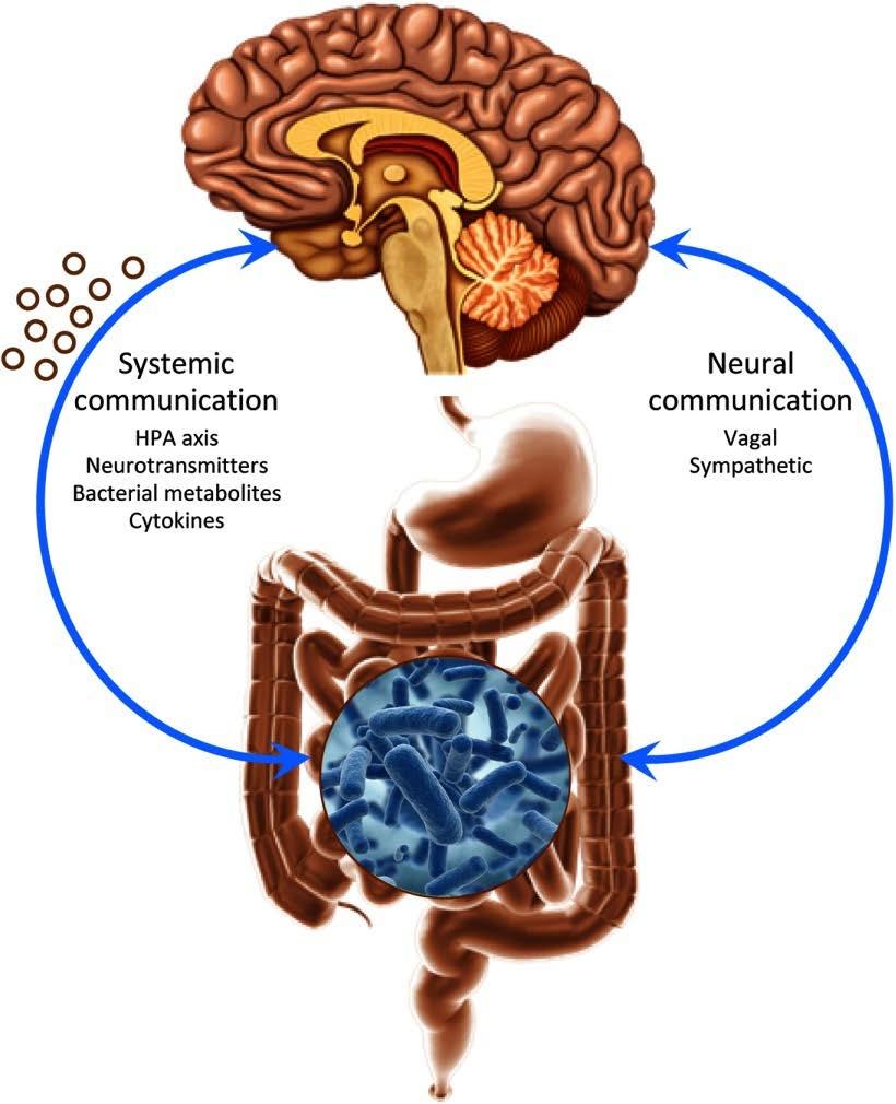 The gut-brain axis is now gutbrain-microbiota axis