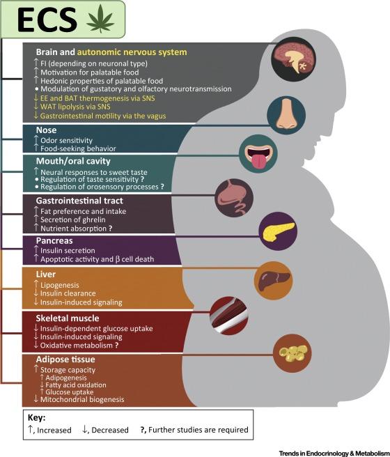 Obesity and the endocannabinoid system Mazier et