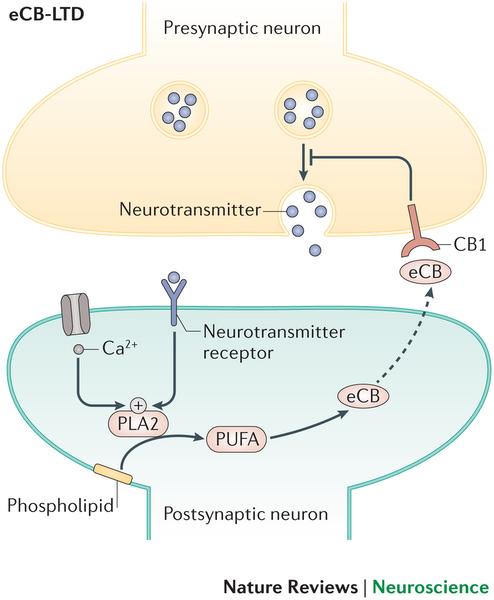 Endocannabinoids in the nervous system function as retrograde