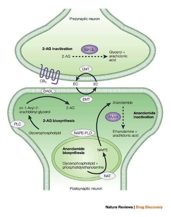 Endocannabinoid system: mechanisms of synthesis and degradation