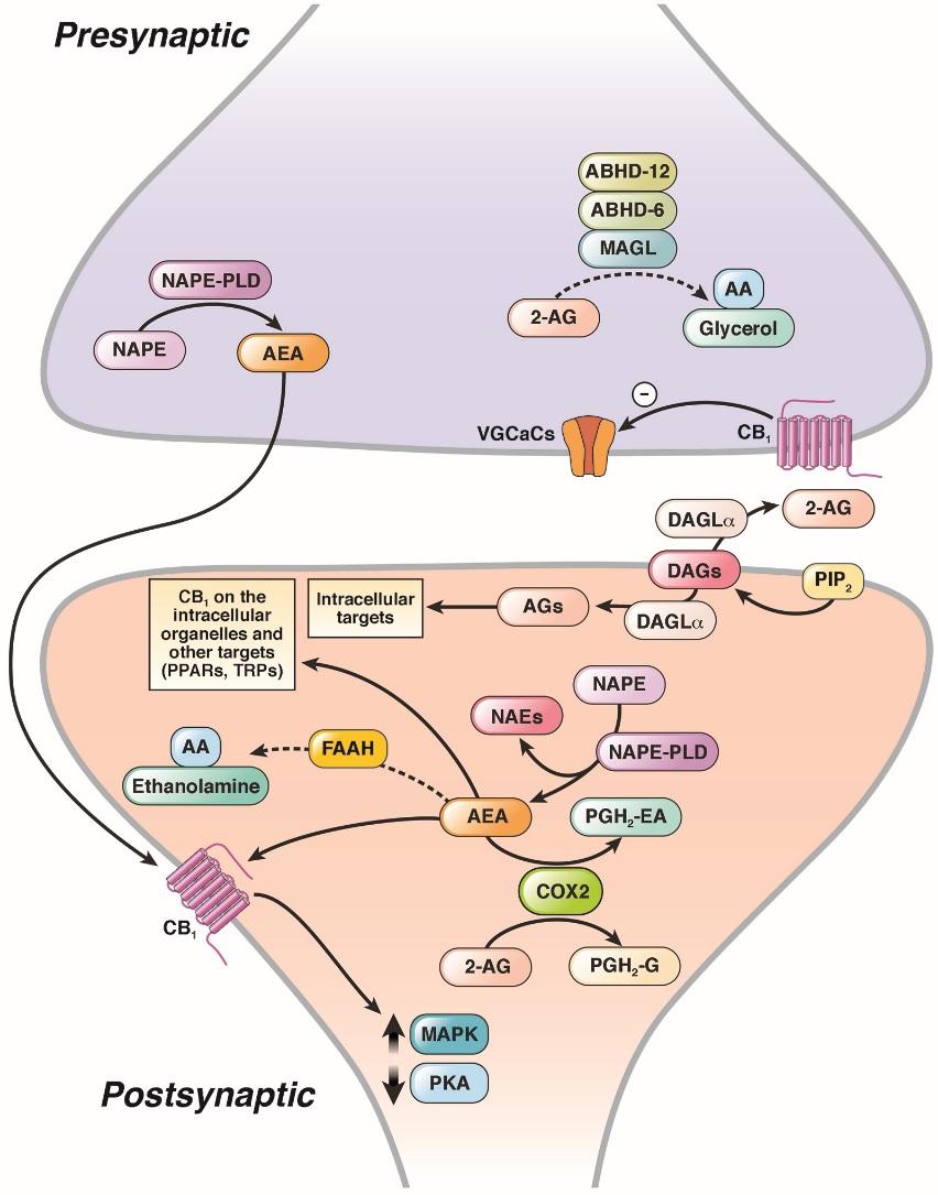 Endocannabinoid system: novel mechanism of synthesis, degradation & metabolism and new targets