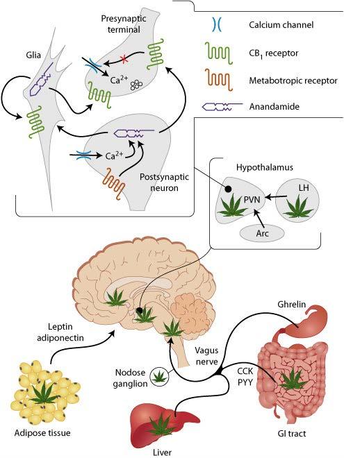Endocannabinoid system is present throughout the