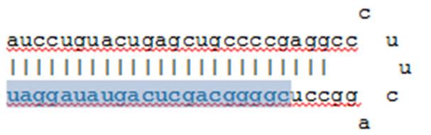 Multi-mappers (1) mirbase does NOT ACCURATELY report number of times a read aligns to genome Multi-loci mirbase entries provide some information Number mirs 200 160 120 80