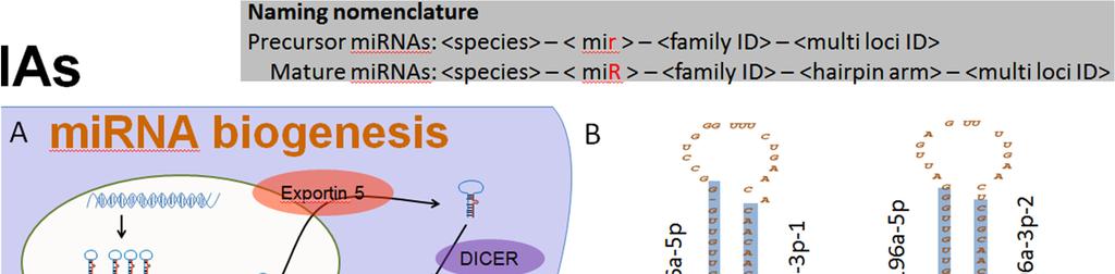 The ABCs about mirnas (Annotation,