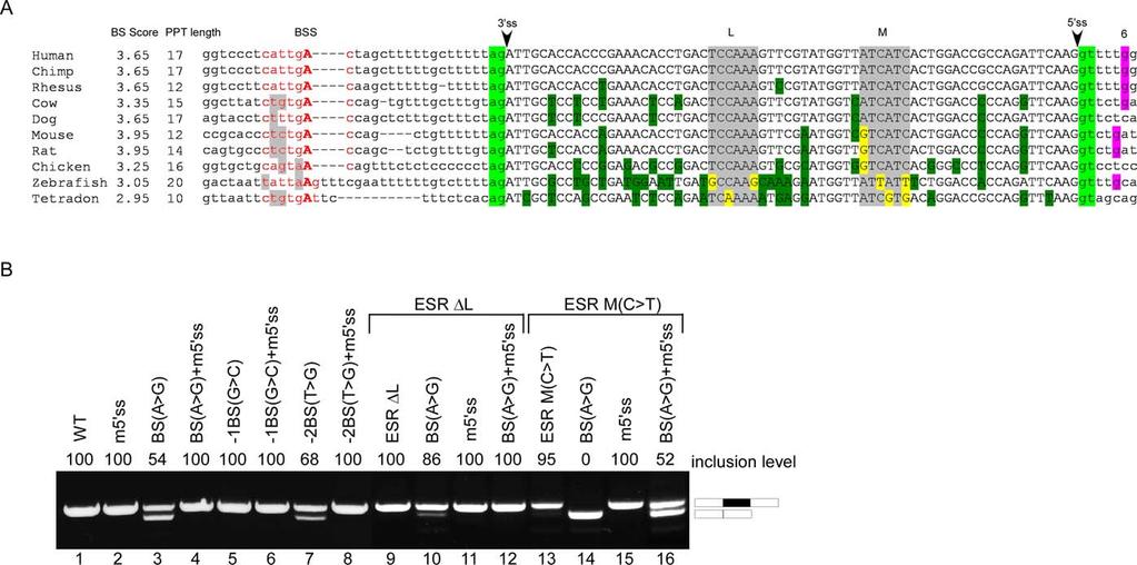 Figure 5. The Effects of ESRs on Constitutive and Alternative Splicing (A) Alignment of exon 12 of the IMP gene among 10 different organisms. The BS score and the PPT length are indicated on the left.