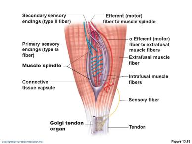 SENSORY RECEPTORS Definition spindles are structures arranged in parallel with the muscle.