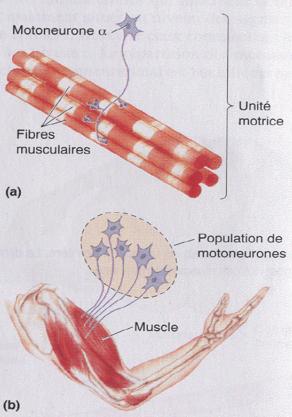MOTOR UNIT Most basic level of control A motoneuron (MN) is neuron whose cell body is located in the spinal cord and whose axon projects to a muscle fiber Each muscle fiber is innervated by a single