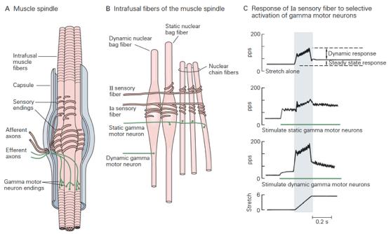 INPUT/OUTPUT OF MUSCLE SPINDLES Output (afferent) the spindles innervate alpha MNs through fibers Ia and II Input (efferent)