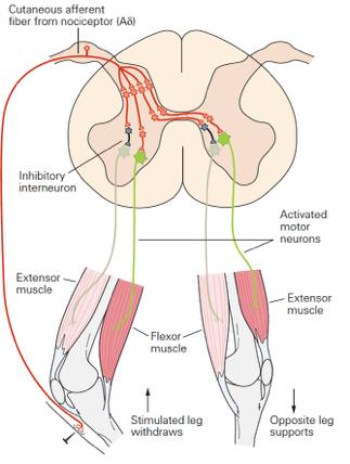 FLEXION-WITHDRAWAL REFLEX Polysynaptic protective reflex coordination to avoid painful stimulation e.g.