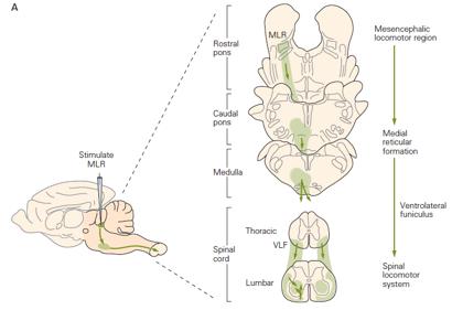 SPINAL MECHANISMS Locomotion when transection isolates the whole spinal cord, electrical stimulation of the Mesencephalic Locomotor Region generates locomotion.