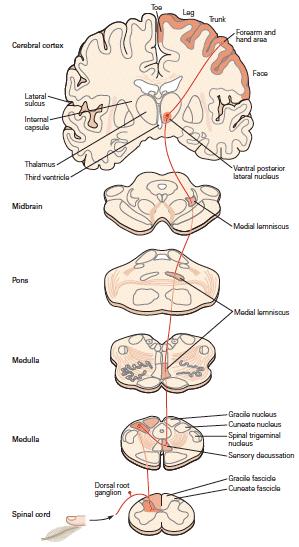 information anterolateral system: transmits pain and