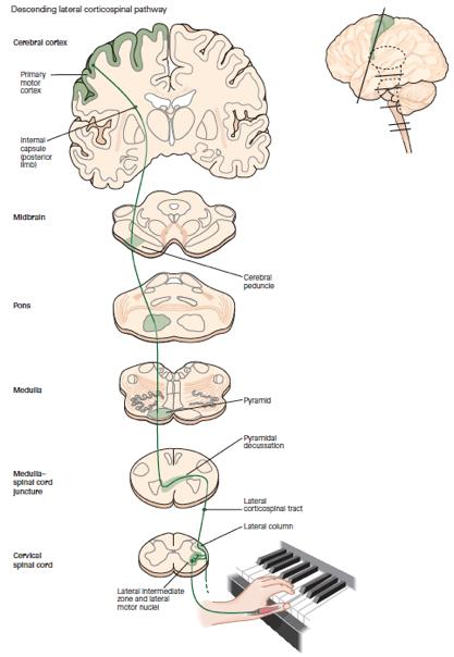 DESCENDING SYSTEMS Multiple pathways the cortico-spinal tract is the largest pathway (1 million fibers, 30% from the