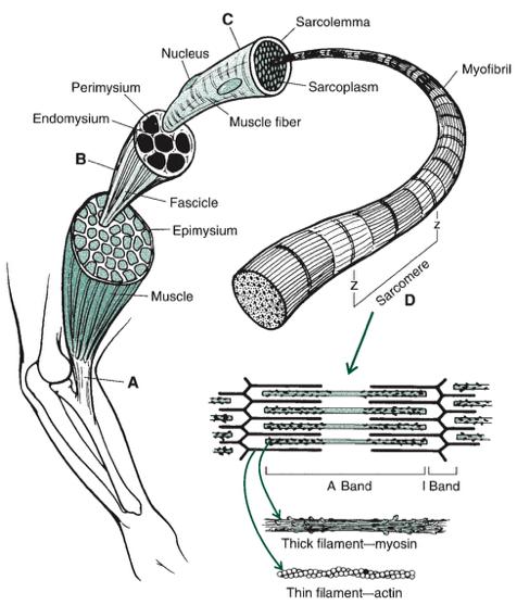THE MUSCLE Description muscle = set of fibers fiber = set of