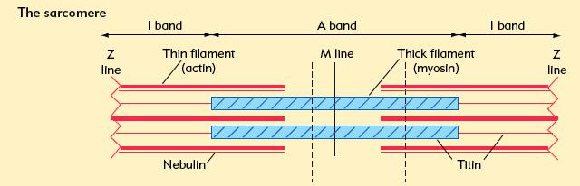 contractile part = thin filaments (actin) + thick filaments