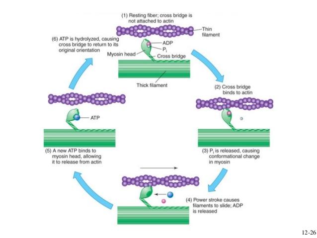 MUSCULAR CONTRACTION Sliding-filament theory cyclical interactions between filaments: myosin heads bind on actin molecules to form a
