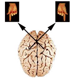 Página 2 de 5 over to the right side of the brain and information from the right side of the body crosses over to the left side of the brain.