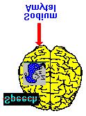 Therefore, if the patient focuses on the dot in the middle of the forehead, the visual information about the woman's face will go to the right cerebral hemisphere and information about the man's face