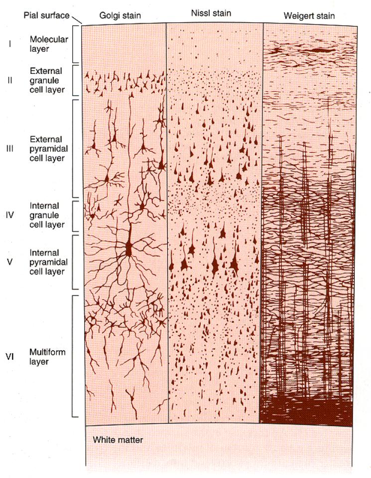 Cortical layers!