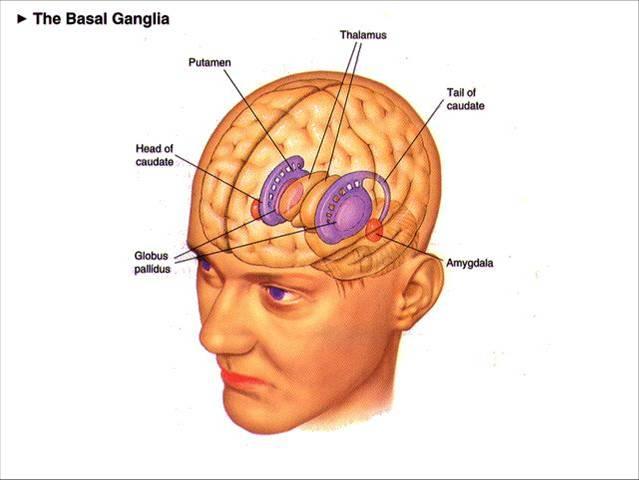 Subcortical structures: basal ganglia, the limbic system and the thalamus! Basal ganglia:! Caudate nucleus! Putamen!