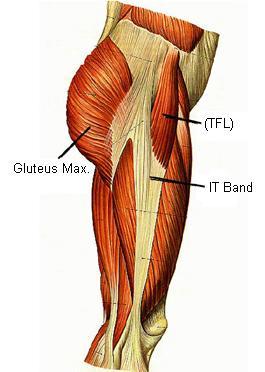 Muscles of Gluteal Region Muscle Origin Insertion Gluteus Maximus (largest muscle of body) Supply Action Sacrum, Ilium, Coccyx Upper 2/3 iliotibial tract Lower 1/3 linea aspra Inferior gluteal from