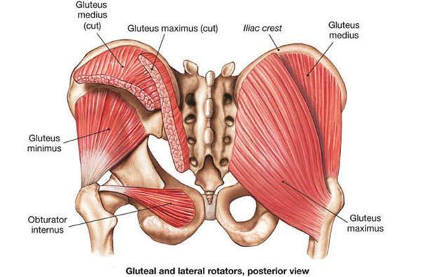 Only one muscles is supplied by the inferior gluteal nerve, gluteus maximus. Piriformis acts as a key for the gluteal region, naming anything above as superior and anything below as inferior.