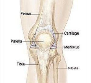 How Your Knee Works The knee joint is one of your body s most complex joints and the most likely joint to be injured.