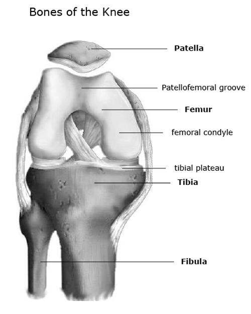 Knee Anatomy: Bones of the Knee Four