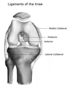 Knee Anatomy: Ligaments of the Knee Medial collateral ligament Lateral collateral