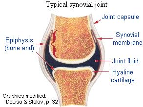 Knee Anatomy: