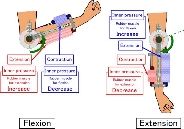 11 is decreased from the balance pressure, and the rubber muscle for internal rotation shown as blue line is increased.