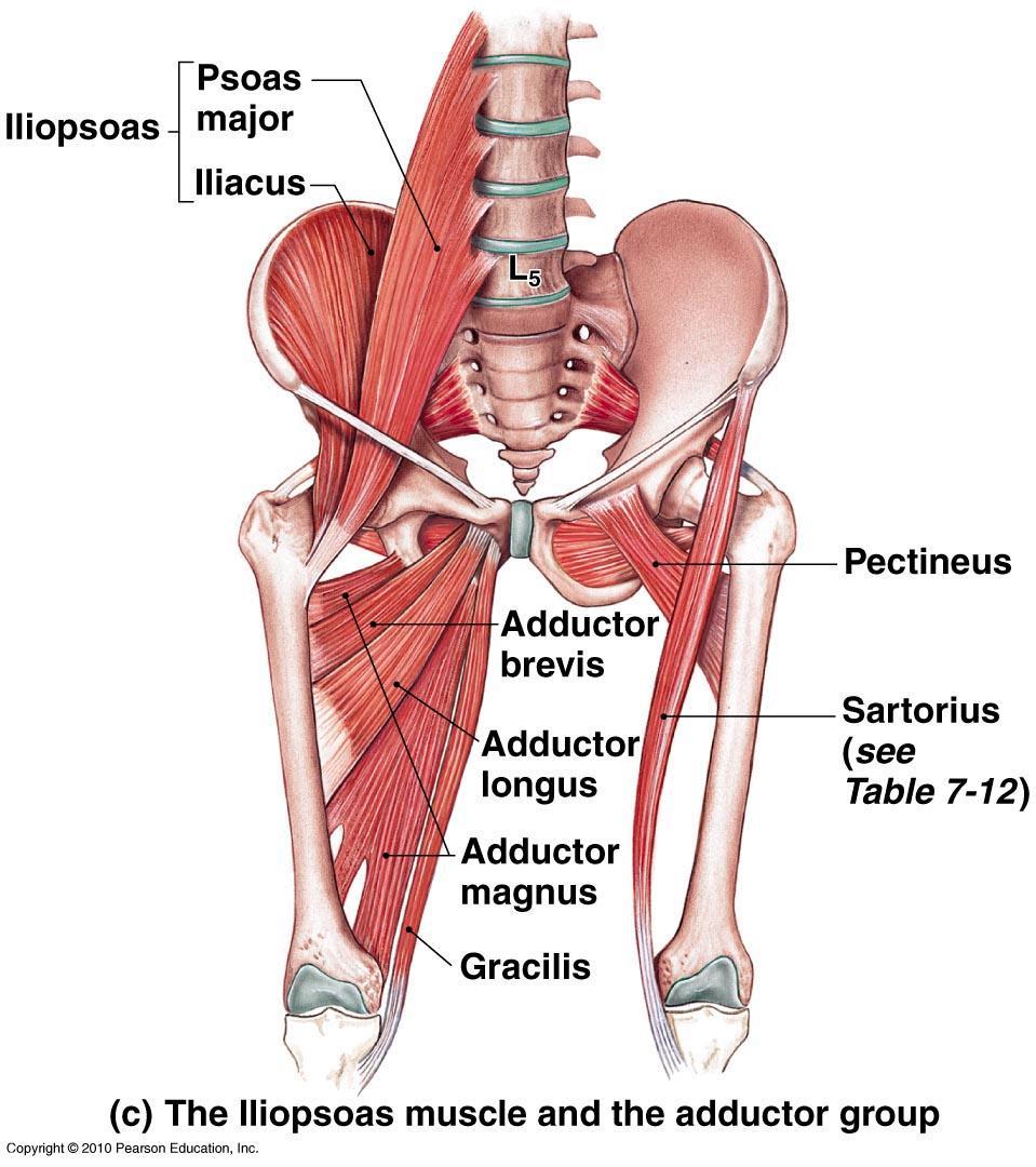 Medial Compartment of Thigh Hip adduction Attachment to pubis Gracilis,