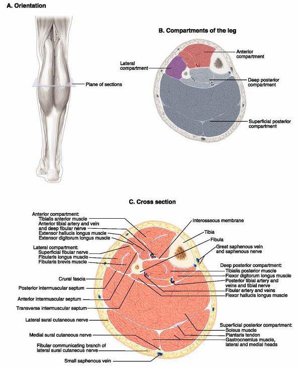 Compartmental Organization of the Leg Anterior Deep fibular n.