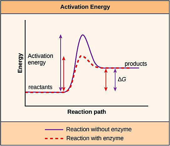 Enzymes lower the activation energy of the reaction but do not change the free energy of the reaction The