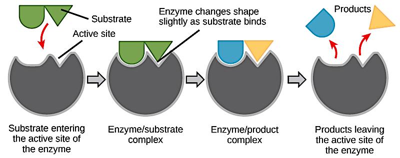 changes to increase the affinity of the substrate for the active site What is competitive inhibition?