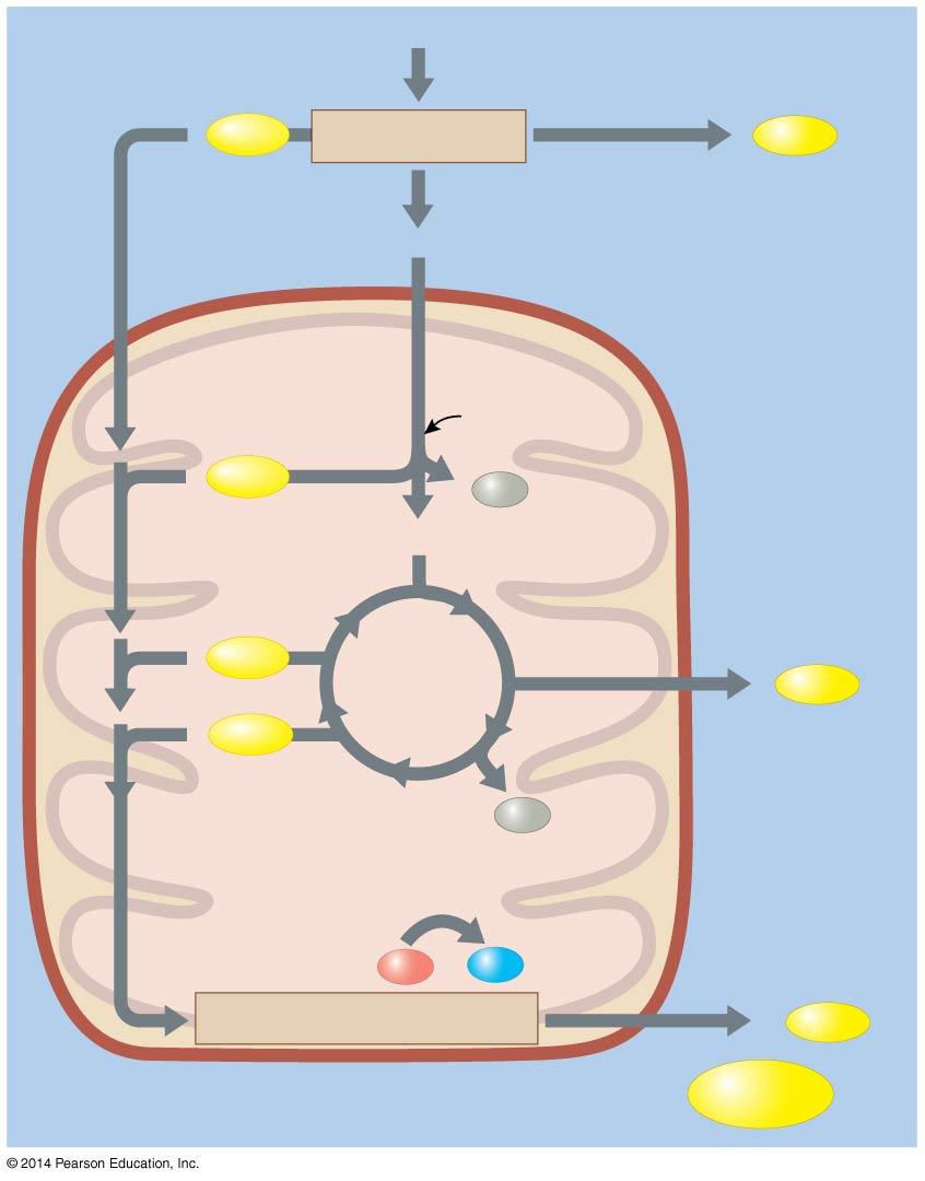 When oxygen is present, pyruvate is converted into acetyl- CoA before entering the citric acid (Kreb s) cycle in the mitochondria FIGURE 4.