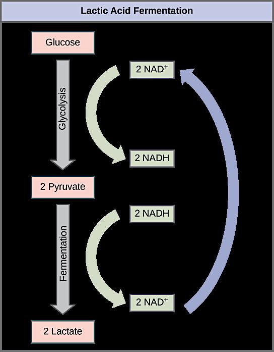 NADH glycolysis 6 (matrix) NADH NADH FADH pyruvate Krebs cycle acetyl CoA CoA CO 4 CO mitochondrion O H O electron transport chain 3 FIGURE 4.15 Total: 36 SECTION 4.