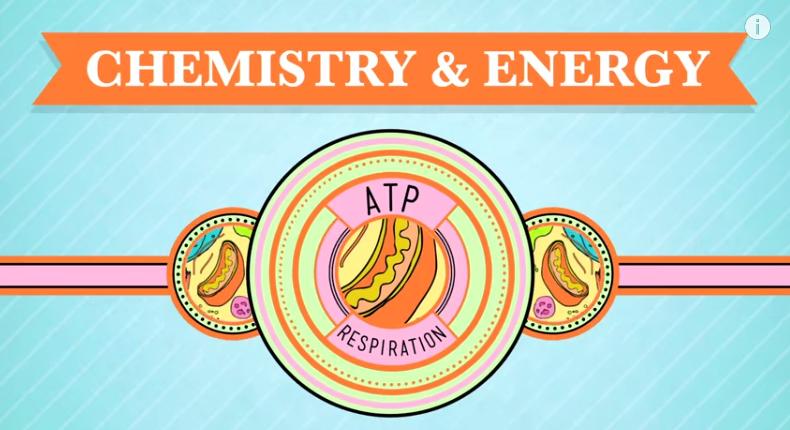 How is their activity regulated? What energy currency is used by cells? What are the three major steps of cellular respiration? Where does each occur? Overall products & reactants?