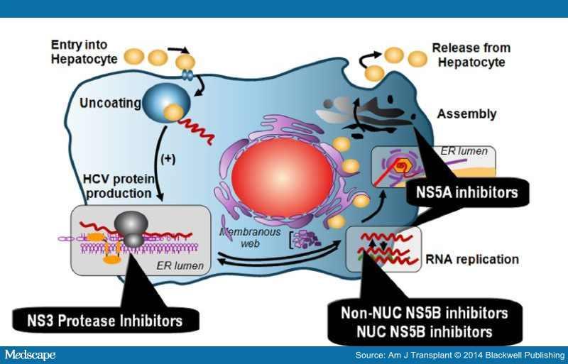 HCV life cycle targeted by the new drugs Sofosbuvir is a NS5B polymerase inhibitor blocking viral replication Ledipasvir is a NS5A enzyme inhibitor blocking viral assembly Ribavirin is a nucleoside