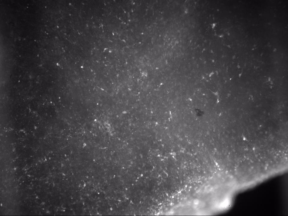 Calcium Imaging of P0 Cortical Neurons