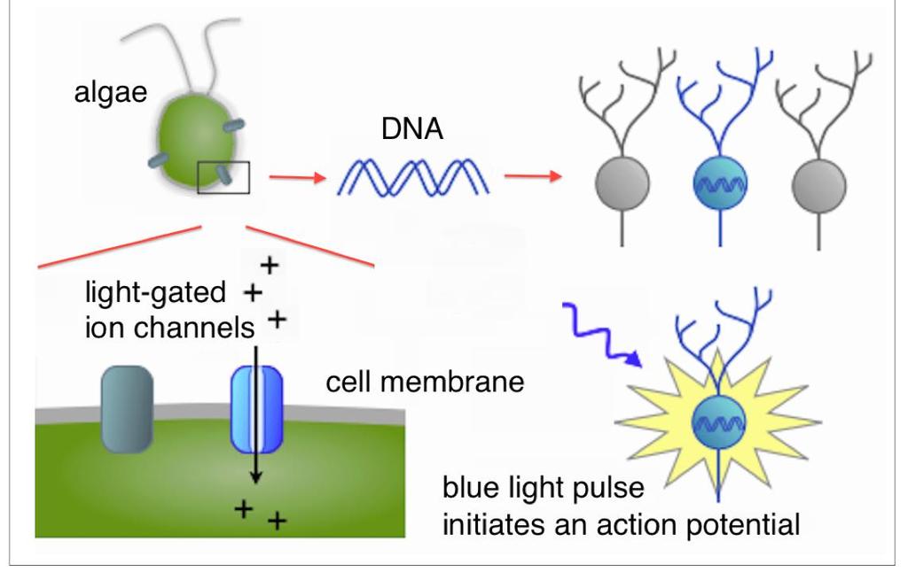 Optogenetics: Controlling neurons with light