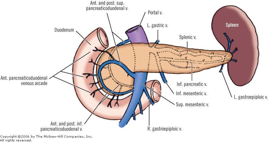 VENOUS DRAINAGE of DUODENUM The superior pancreaticoduode nal veins drain