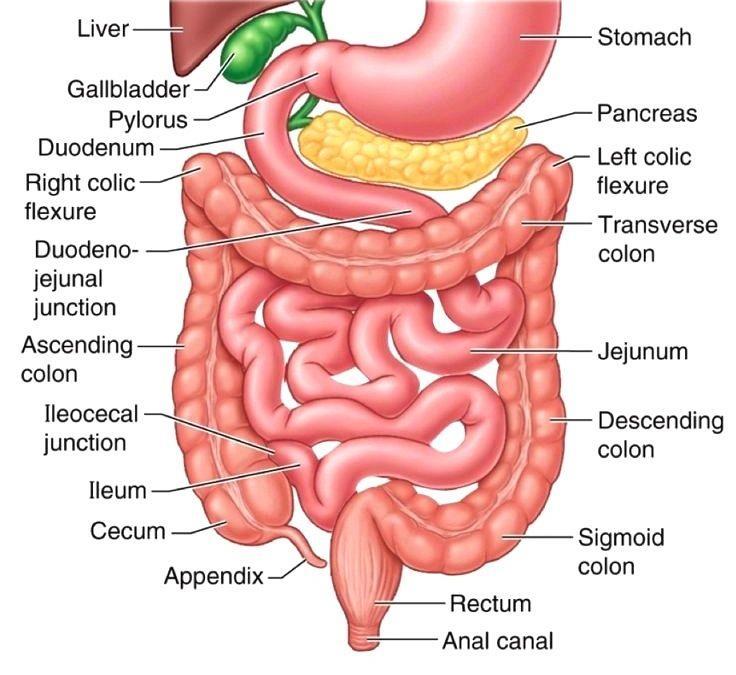 The second part of small intestine, the jejunum, begins at the duodenojejunal flexure. where the digestive tract resumes an intraperitoneal course.