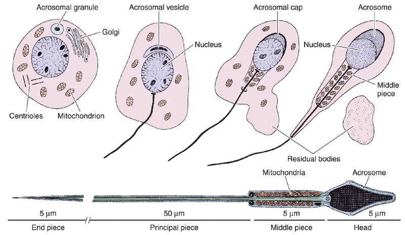 Structure of a Mature Sperm Head nucleus & acrosomal cap Neck centriole, excess nuclear envelop, striated columns Tail Middle piece 9 outer doublets, central doublet of MTs, 9 outer