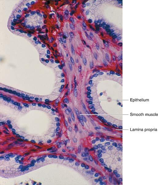 Seminal Vesicles Structure One primary lumen; numerous primary and secondary folds that increase surface area Pseudostratified columnar epithelium Inner circular and outer longitudinal muscle layers