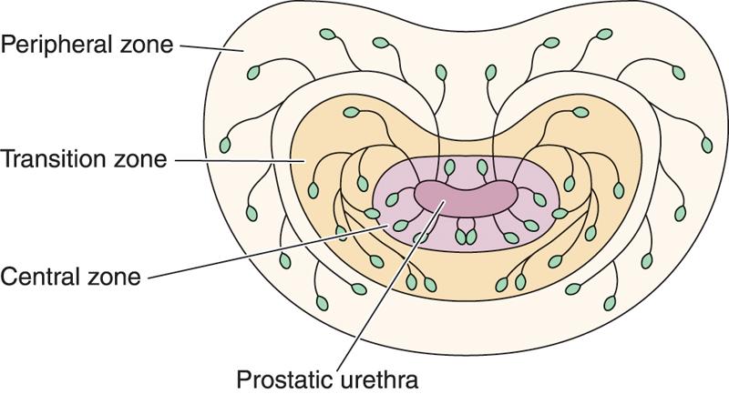 Prostate Gland Structure Consists of 30-50 tubuloalveolar glands lined with pseudostratified or simple columnar epithelium.