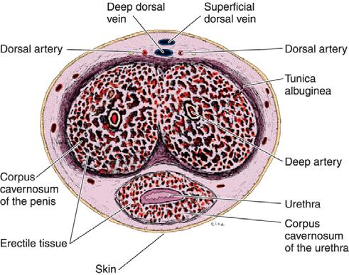 Penis Structure Erectile tissue three cavernous bodies surrounded by loose elastic connective tissue with an outer covering of thin skin skin extends over the glans penis (prepuce or foreskin) unless