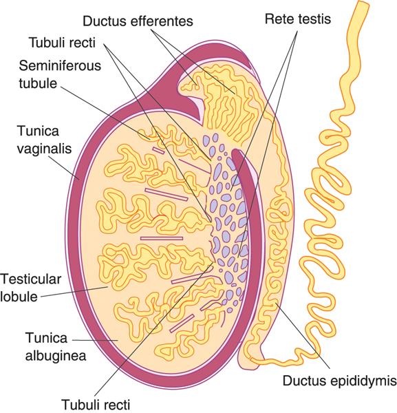 Testis: General Organization Tunica vaginalis extension of peritoneum Tunica albuginea dense CT