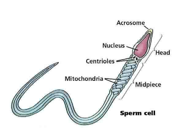 Male Reproductive System The male sex cell is a sperm cell
