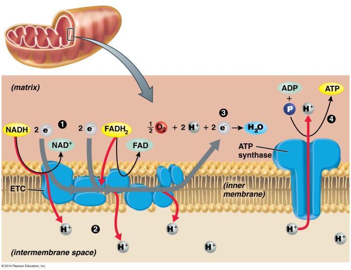 Electron Transport Chain (ETC) The concentration gradient of H + across the membrane is used to drive ATP